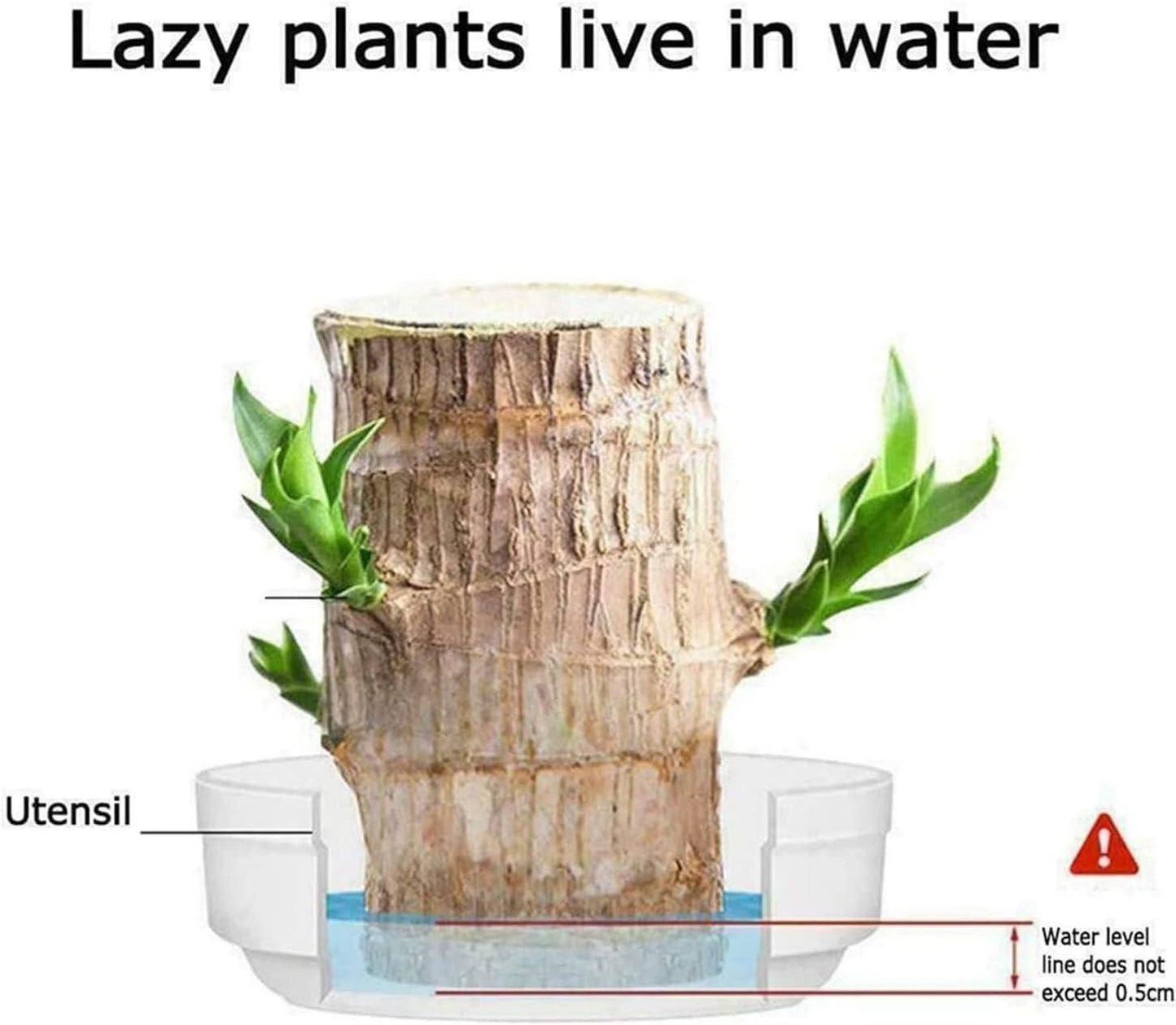 Brazilian Lucky Wood Mini Plant Decorations Natural Accents