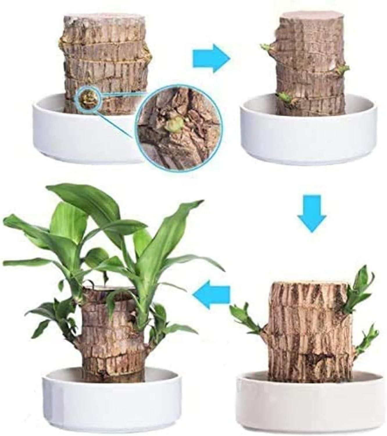 Brazilian Lucky Wood Mini Plant Decorations Natural Accents
