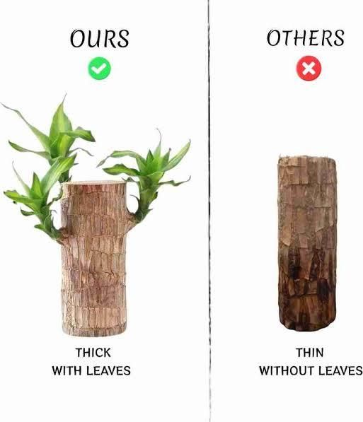 Brazilian Lucky Wood Mini Plant Decorations Natural Accents