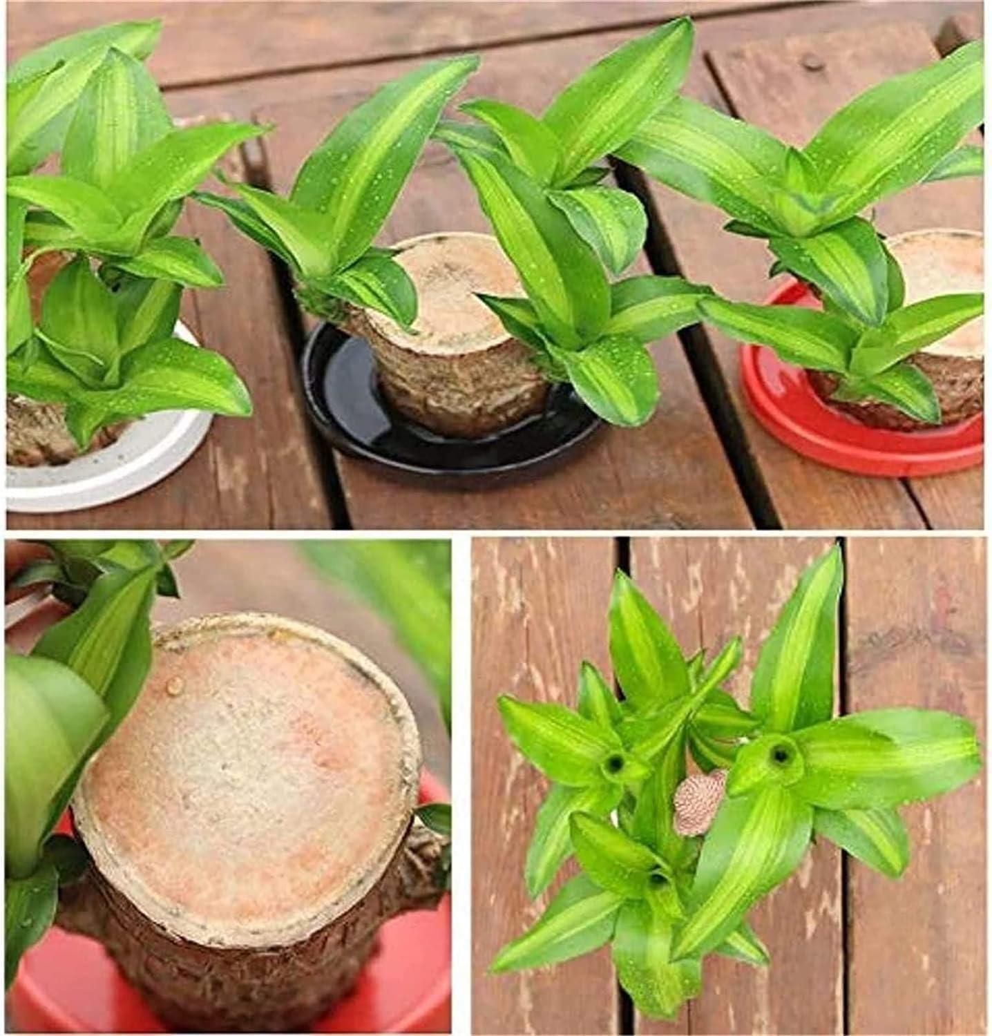 Brazilian Lucky Wood Mini Plant Decorations Natural Accents