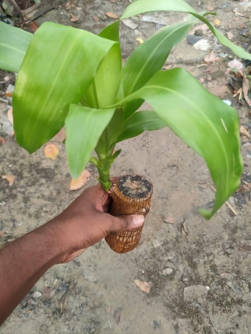 Brazilian Lucky Wood Mini Plant Decorations Natural Accents