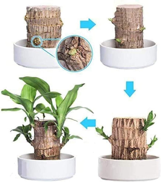 Brazilian Lucky Wood Mini Plant Decorations Natural Accents