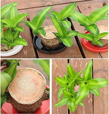 Brazilian Lucky Wood Mini Plant Decorations Natural Accents