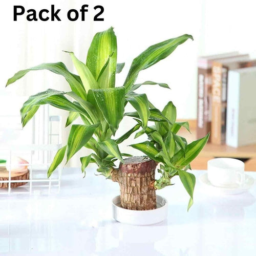 Brazilian Lucky Wood Mini Plant Decorations Natural Accents